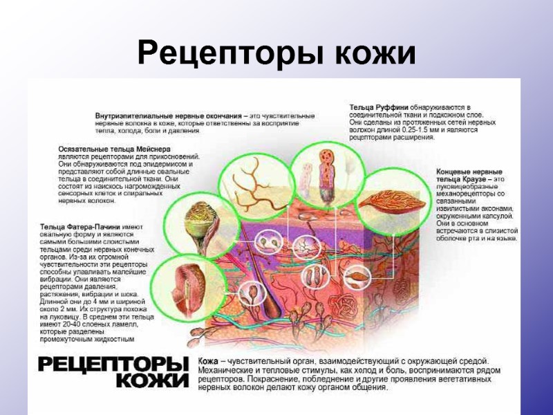 Рецепторы кожи